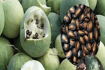 【智·農】新約農服打瓜CHAS管理方案：為打瓜產(chǎn)量贏得“滿膛采”